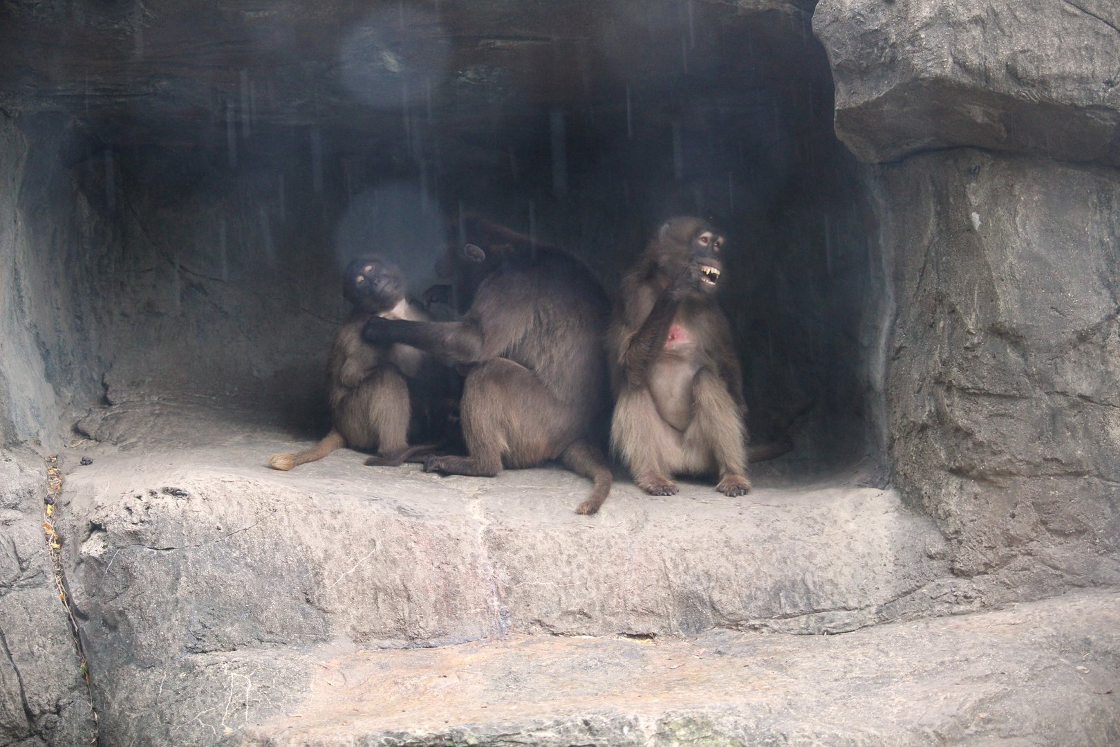 Africa - Baboon Reserve - Geladas