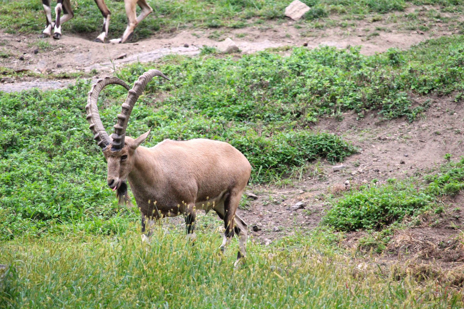 Africa - Baboon Reserve - Nubian Ibex