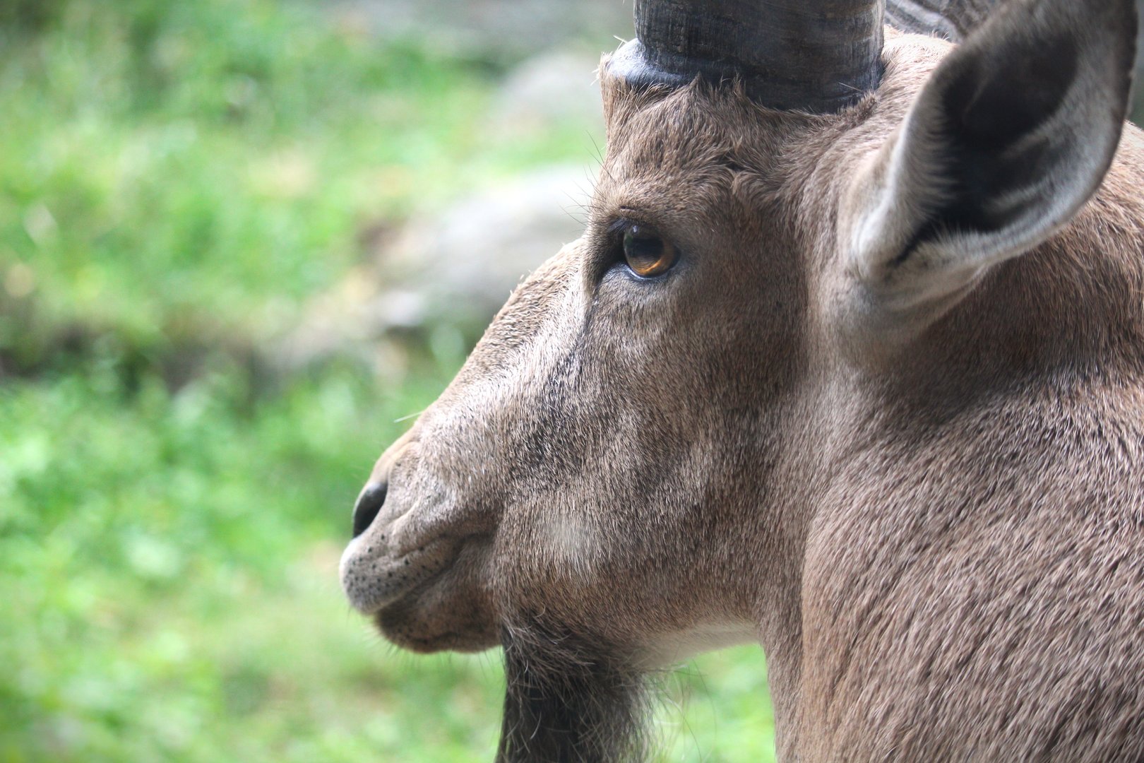 Africa - Baboon Reserve - Nubian Ibex