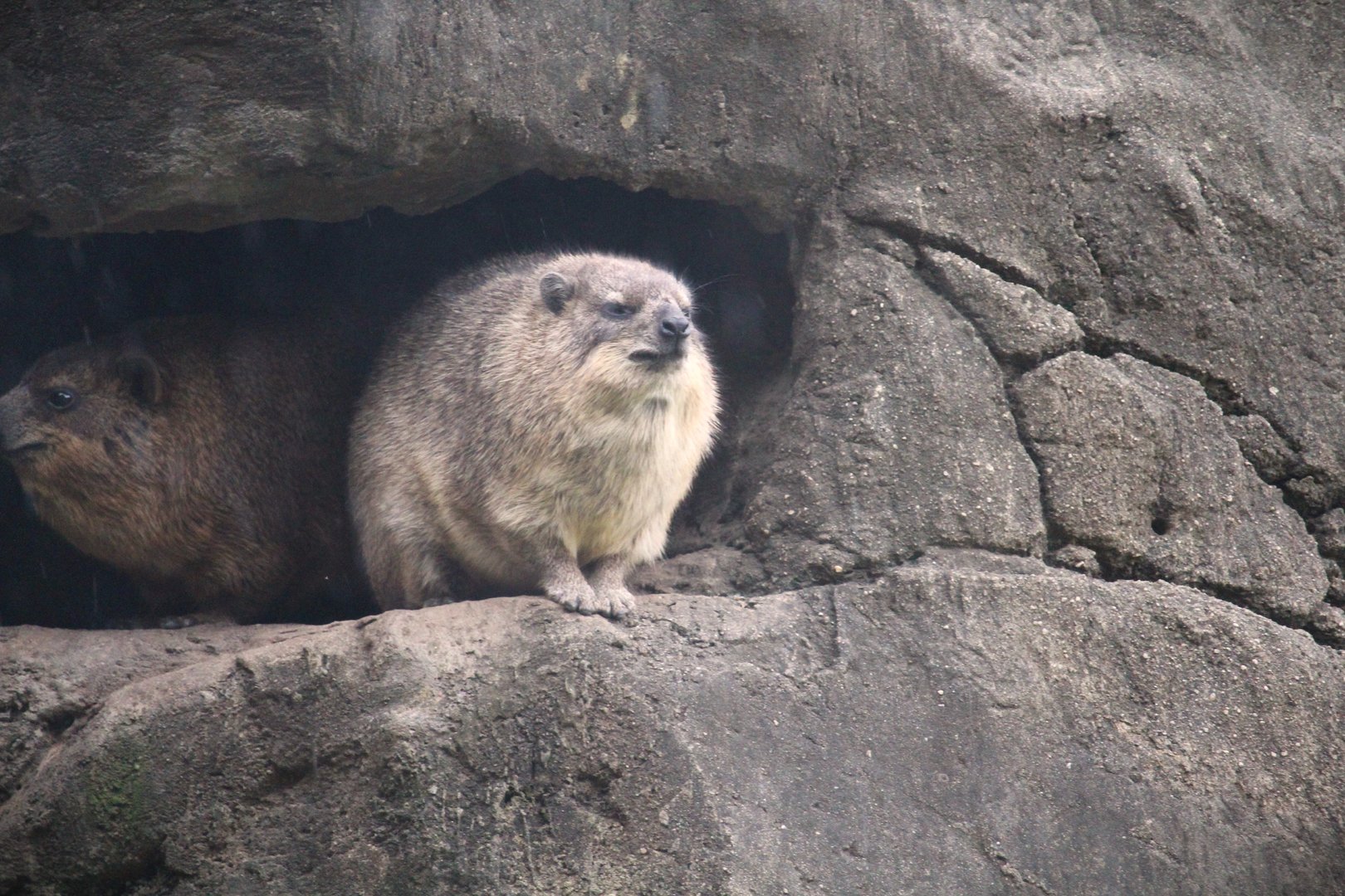 Africa - Baboon Reserve - Rock Hyrax