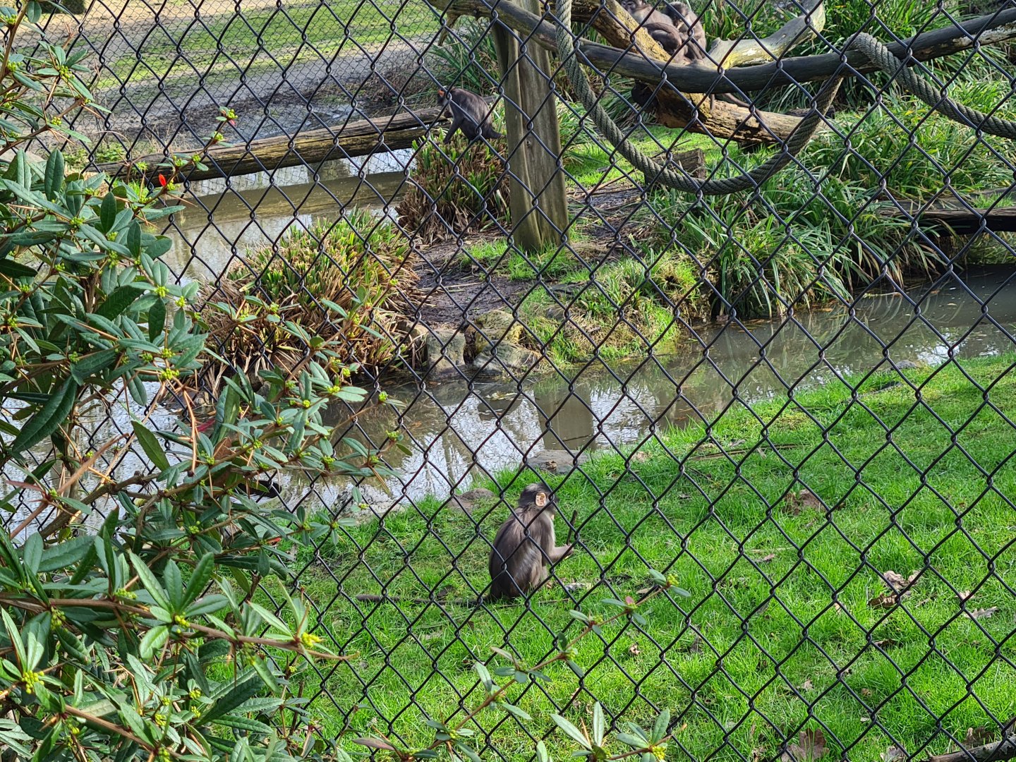 Africa - Baby white-naped mangabey