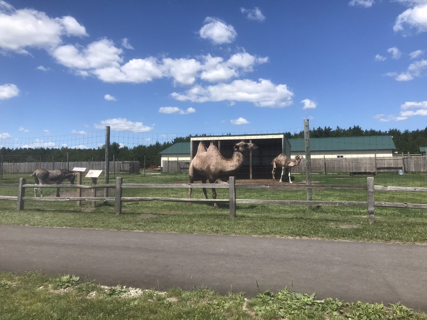 “Africa” - Bactrian Camel/Dromedary Camel/Domestic Donkey Exhibit