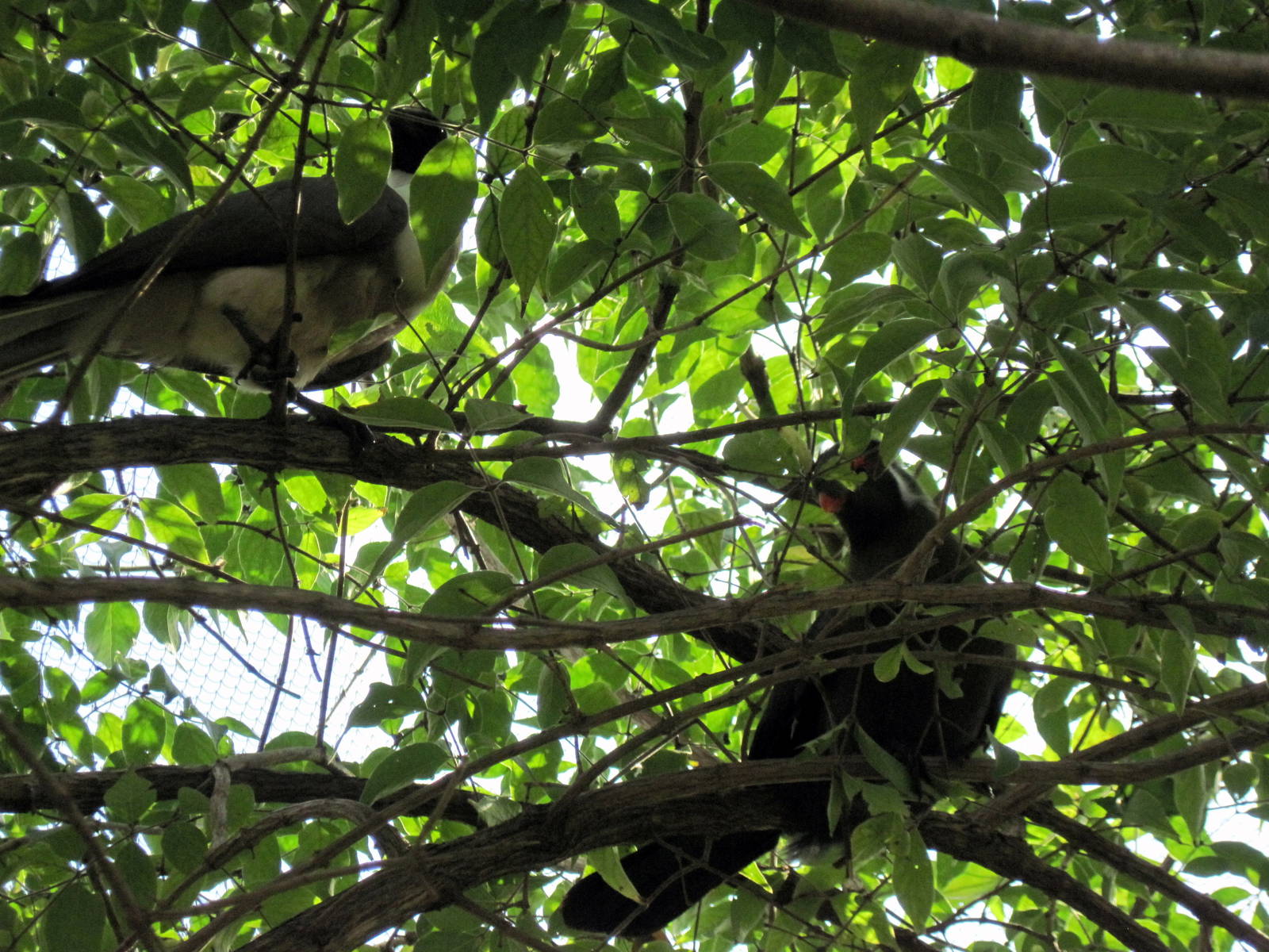 Africa-Bare-faced Go-away Bird and White-cheeked Turaco