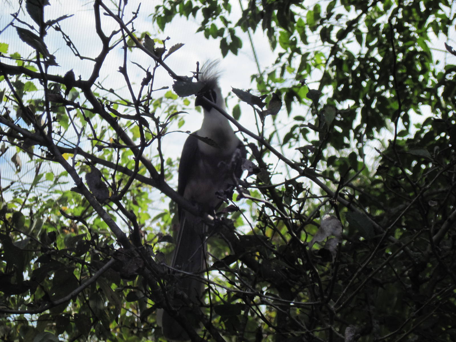 Africa-Bare-faced Go-away Bird