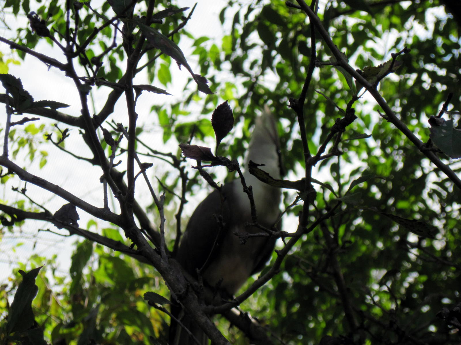 Africa-Bare-faced Go-away Bird