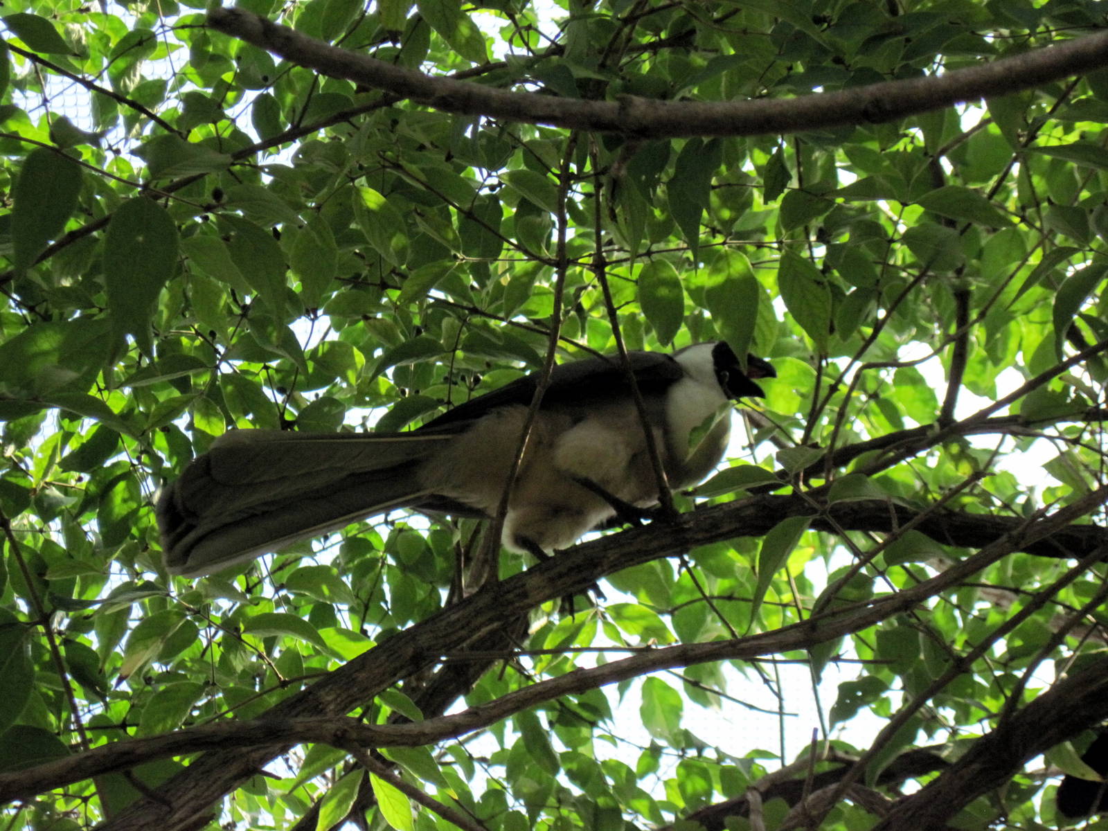Africa-Bare-faced Go-away Bird