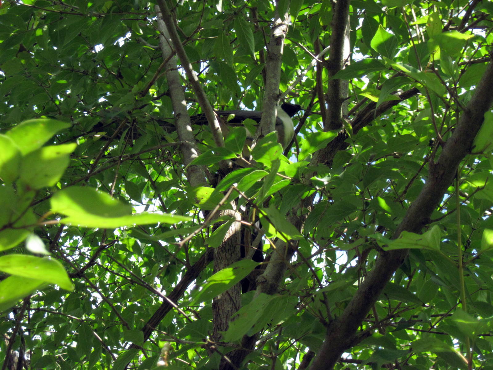 Africa-Bare-faced Go-away Bird