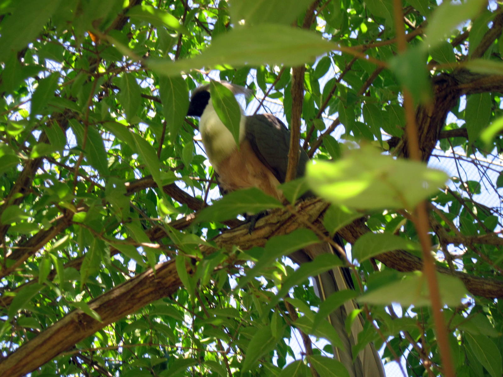 Africa-Bare-faced Go-away Bird