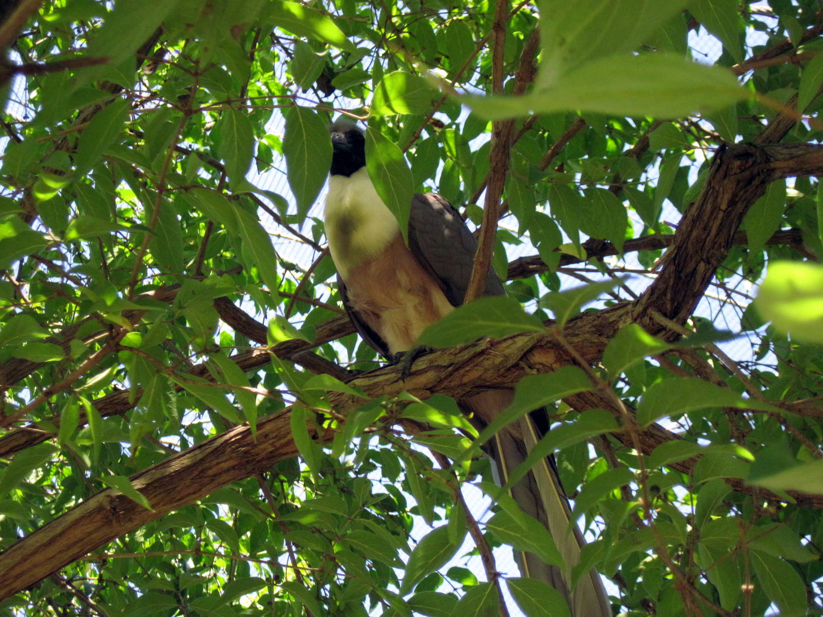 Africa-Bare-faced Go-away Bird