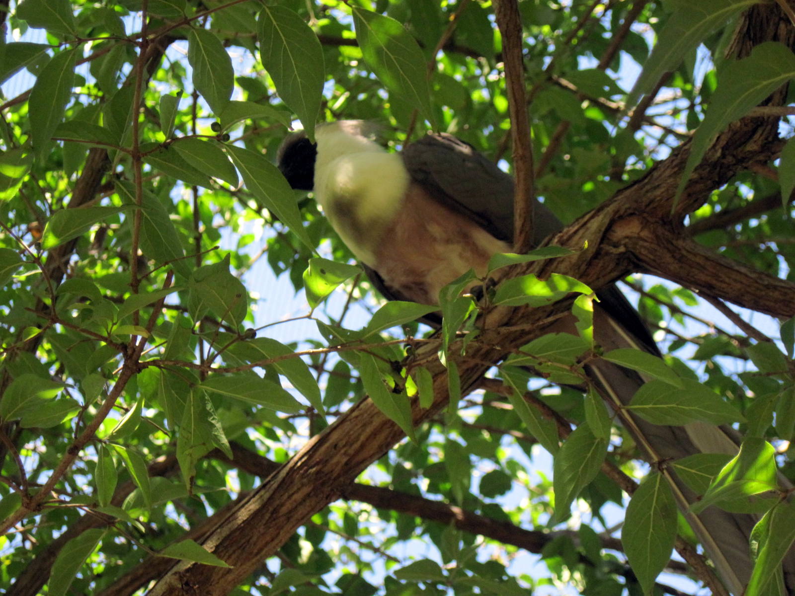 Africa-Bare-faced Go-away Bird