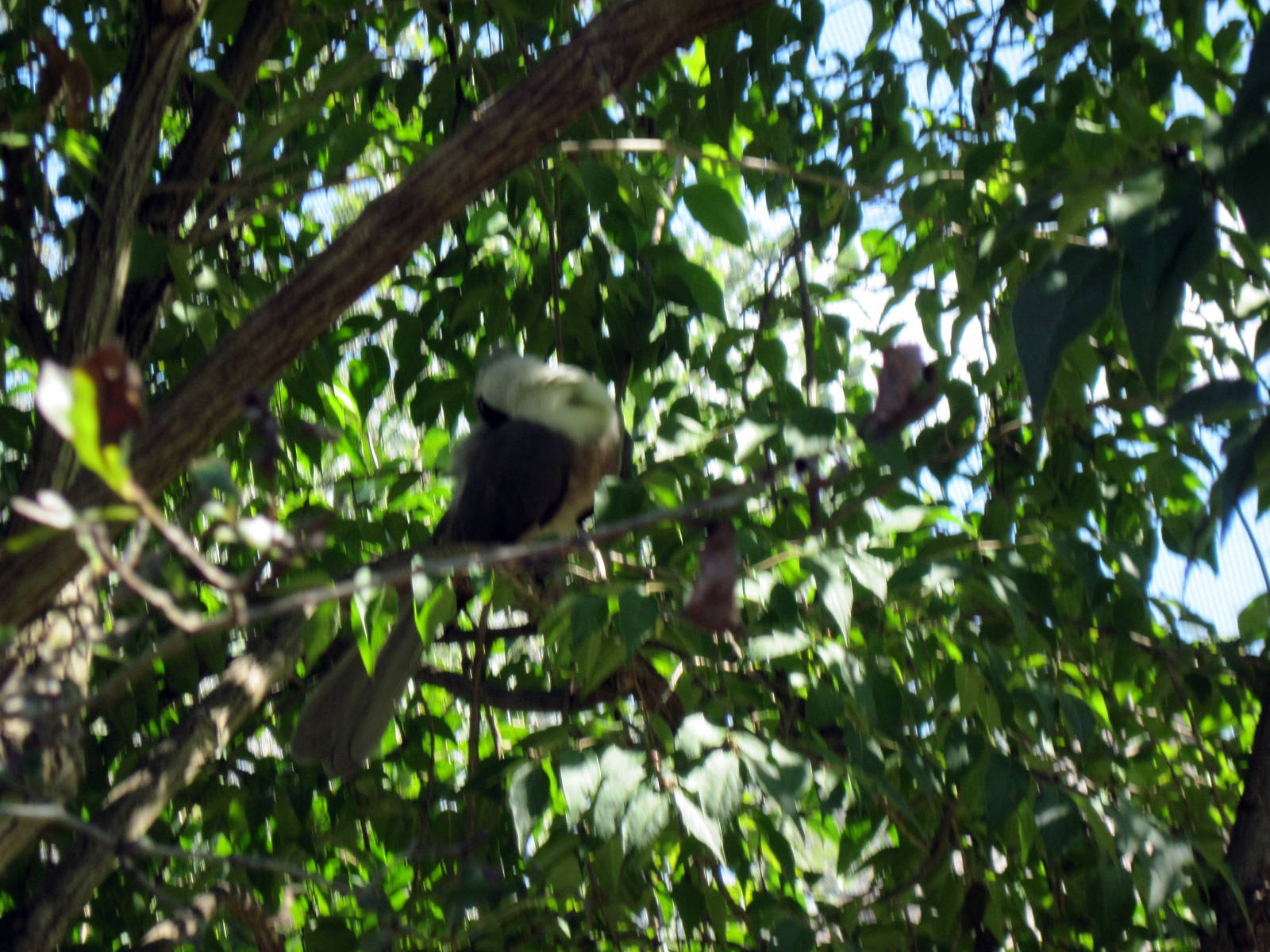 Africa-Bare-faced Go-away Bird