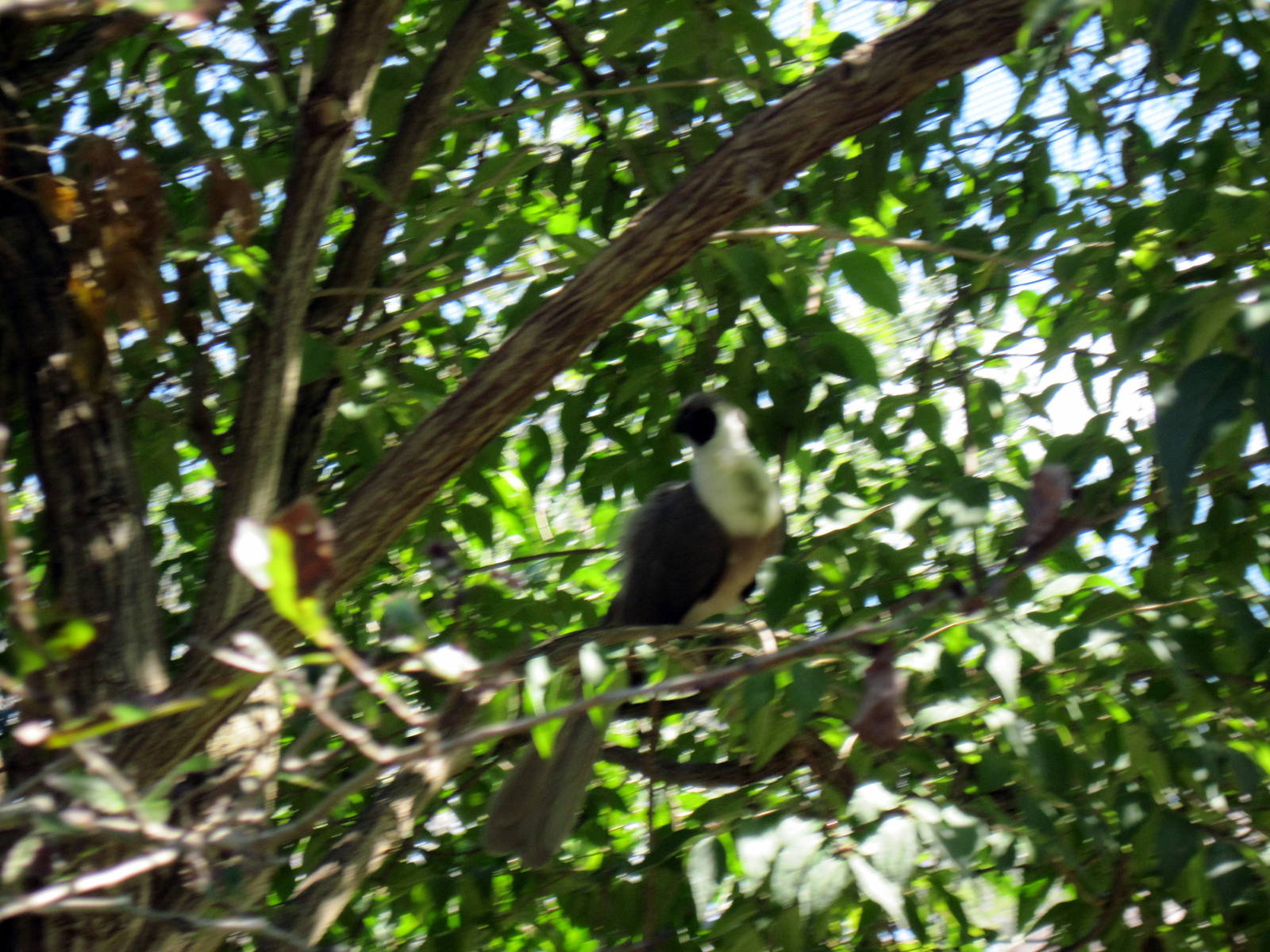 Africa-Bare-faced Go-away Bird