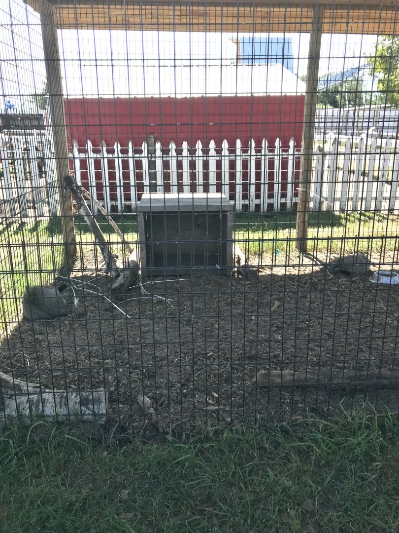 “Africa”- bat-eared fox exhibit