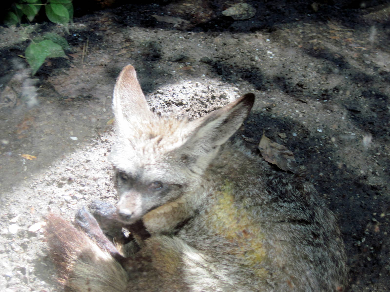 Africa-Bat Eared Fox