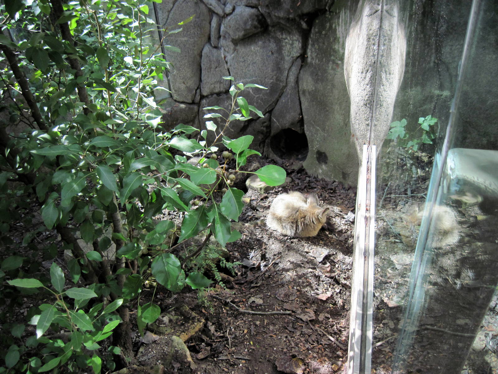 Africa-Bat-eared Fox