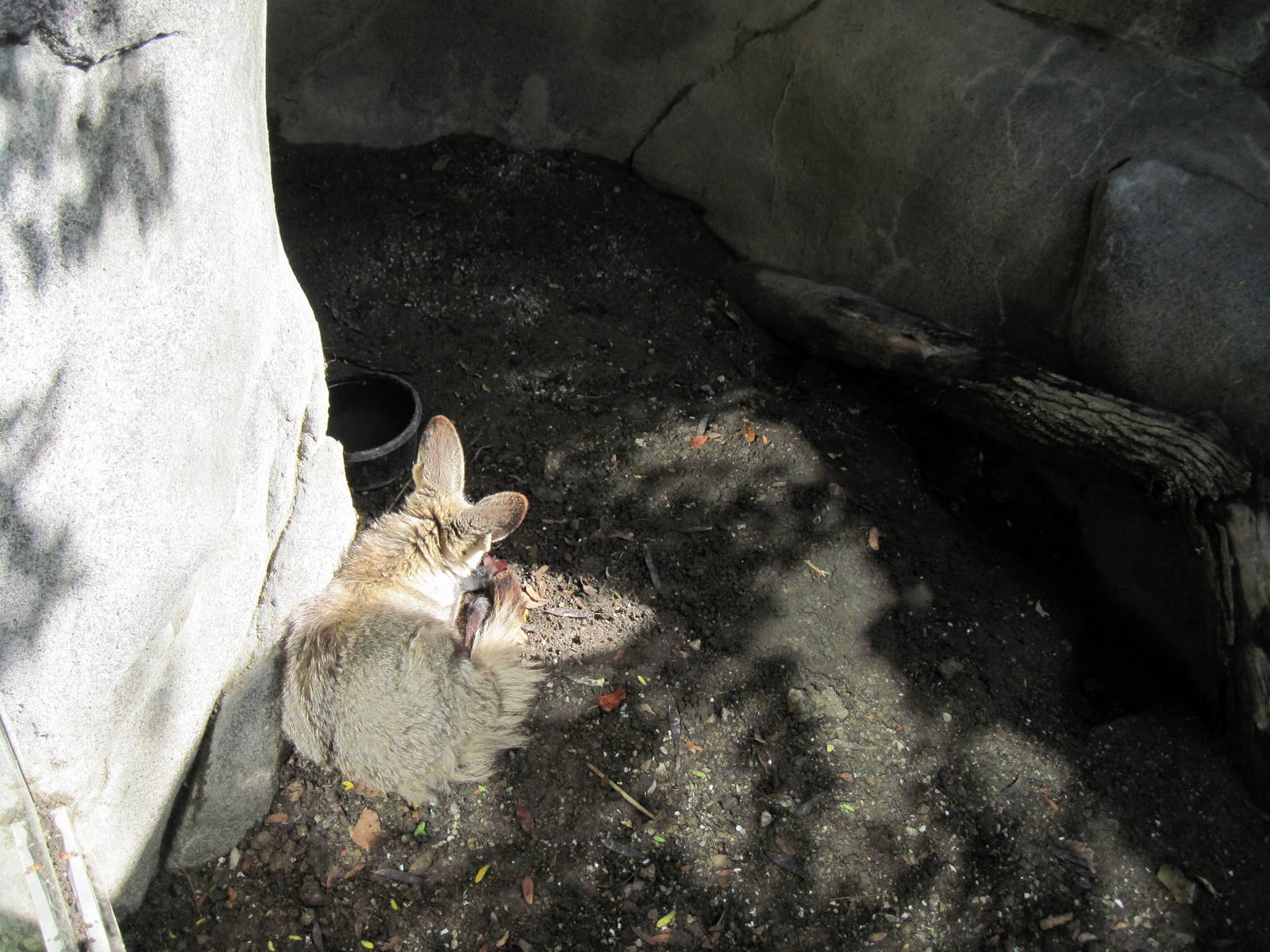 Africa-Bat-eared Fox