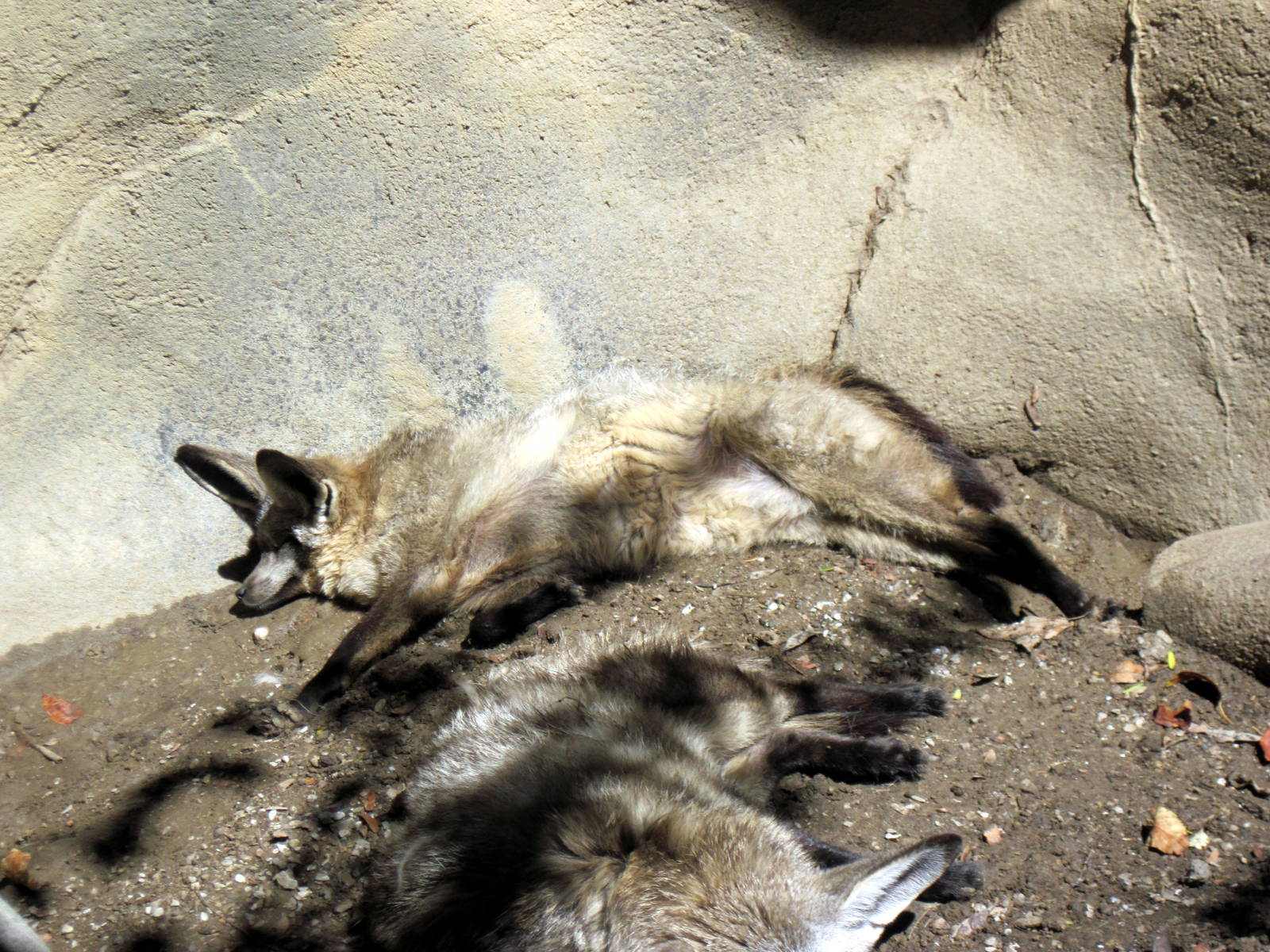 Africa-Bat-eared Fox