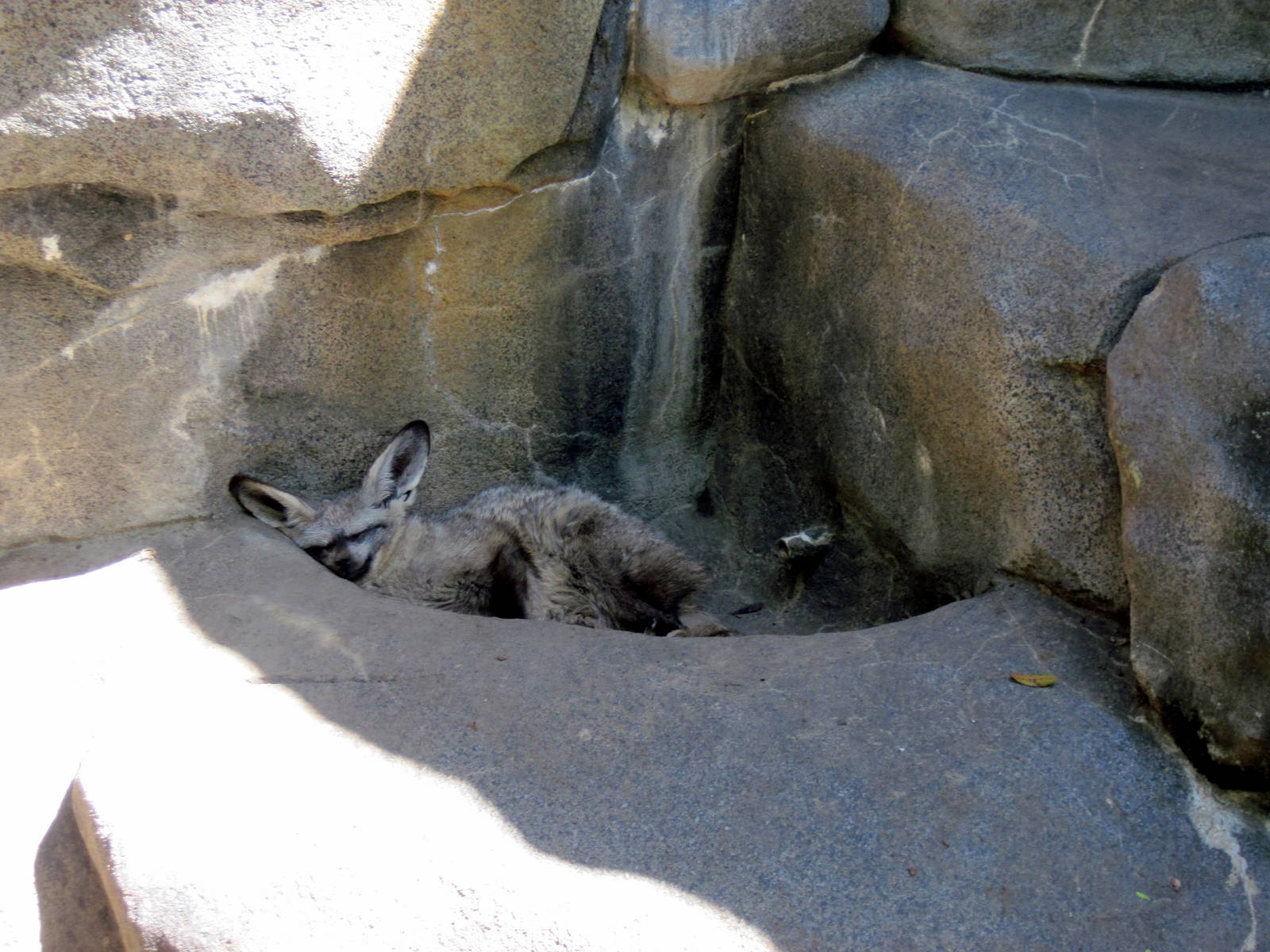 Africa-Bat-eared Fox