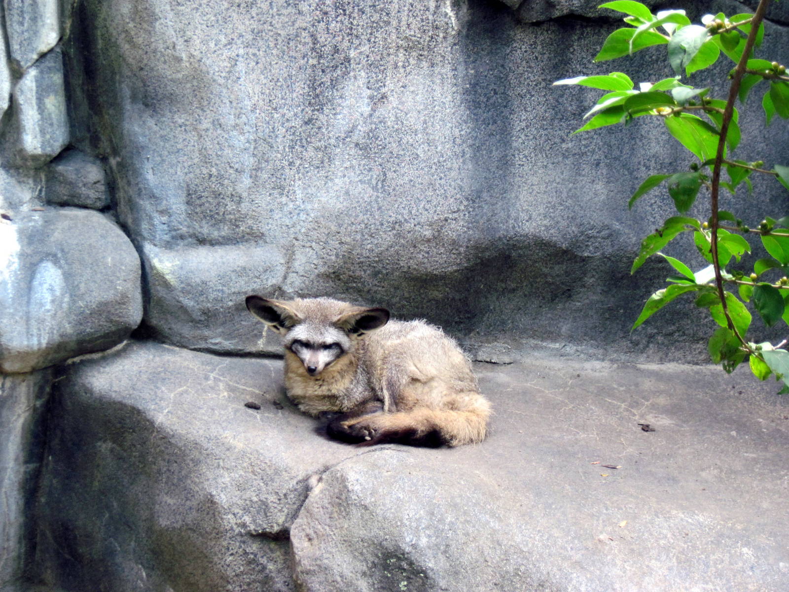 Africa-Bat-eared Fox