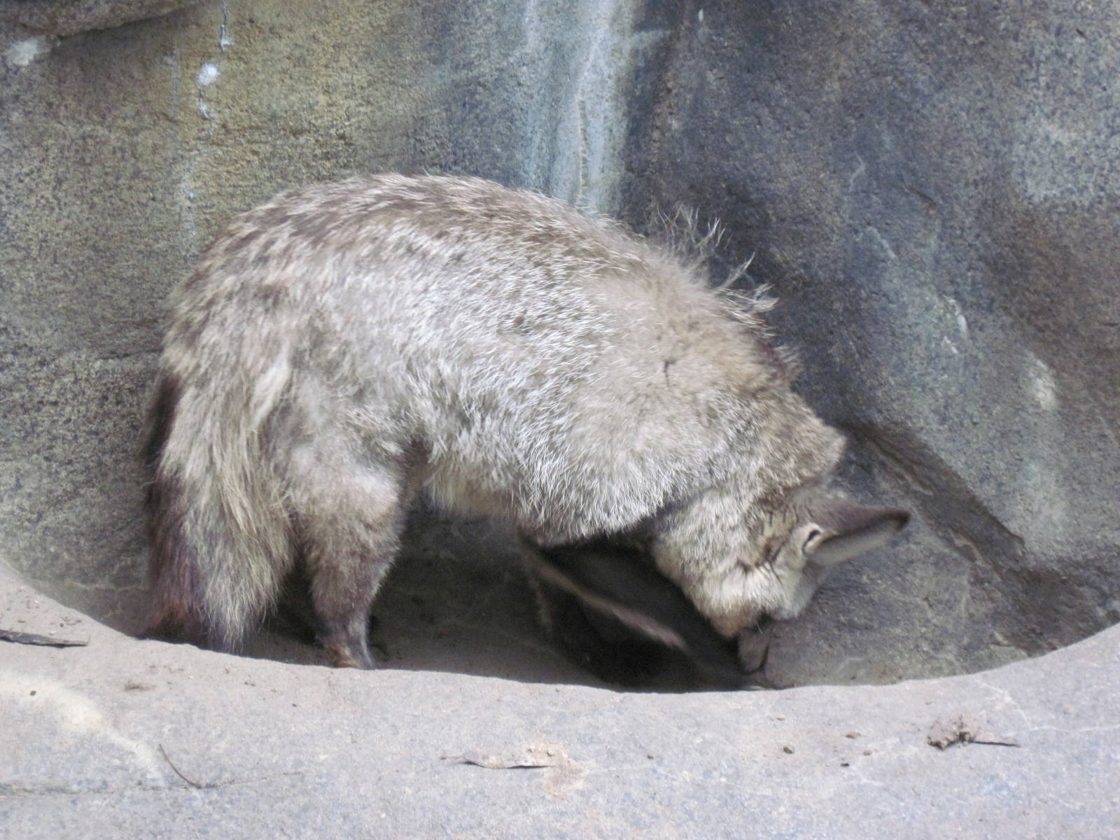 Africa-Bat-eared Fox