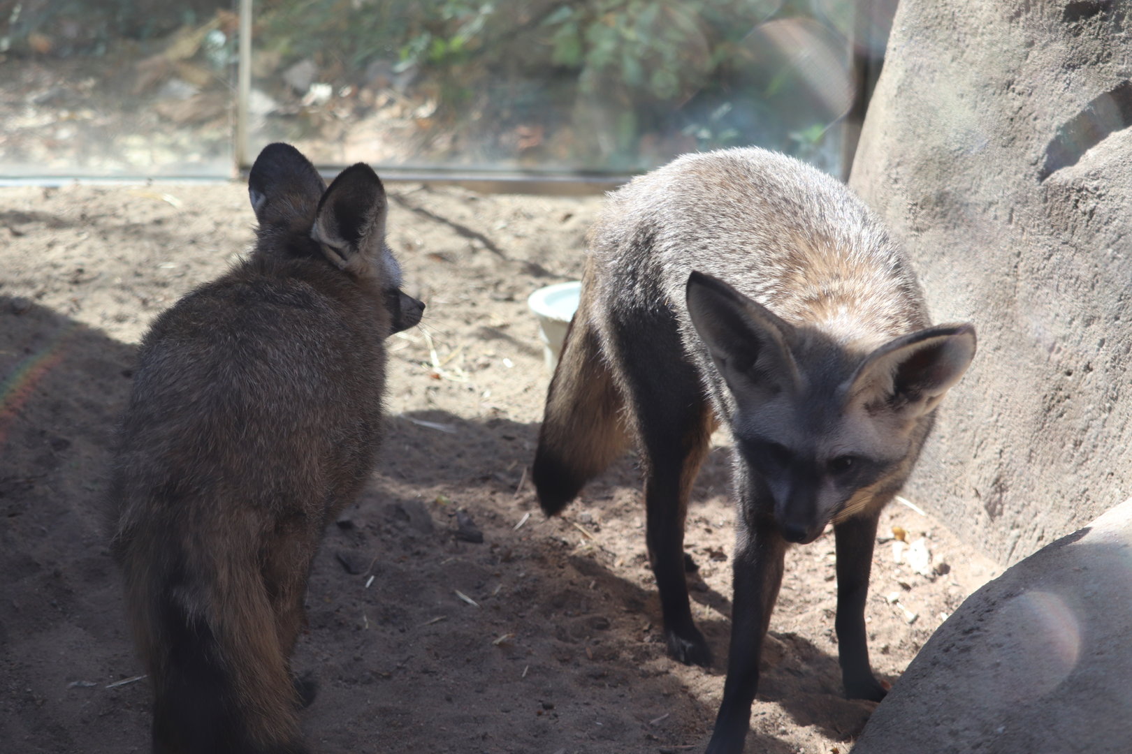 Africa - Bat-Eared Fox