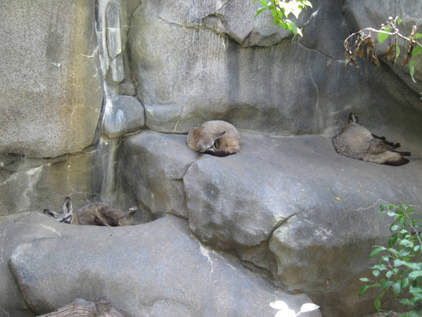 Africa-Bat Eared Foxes