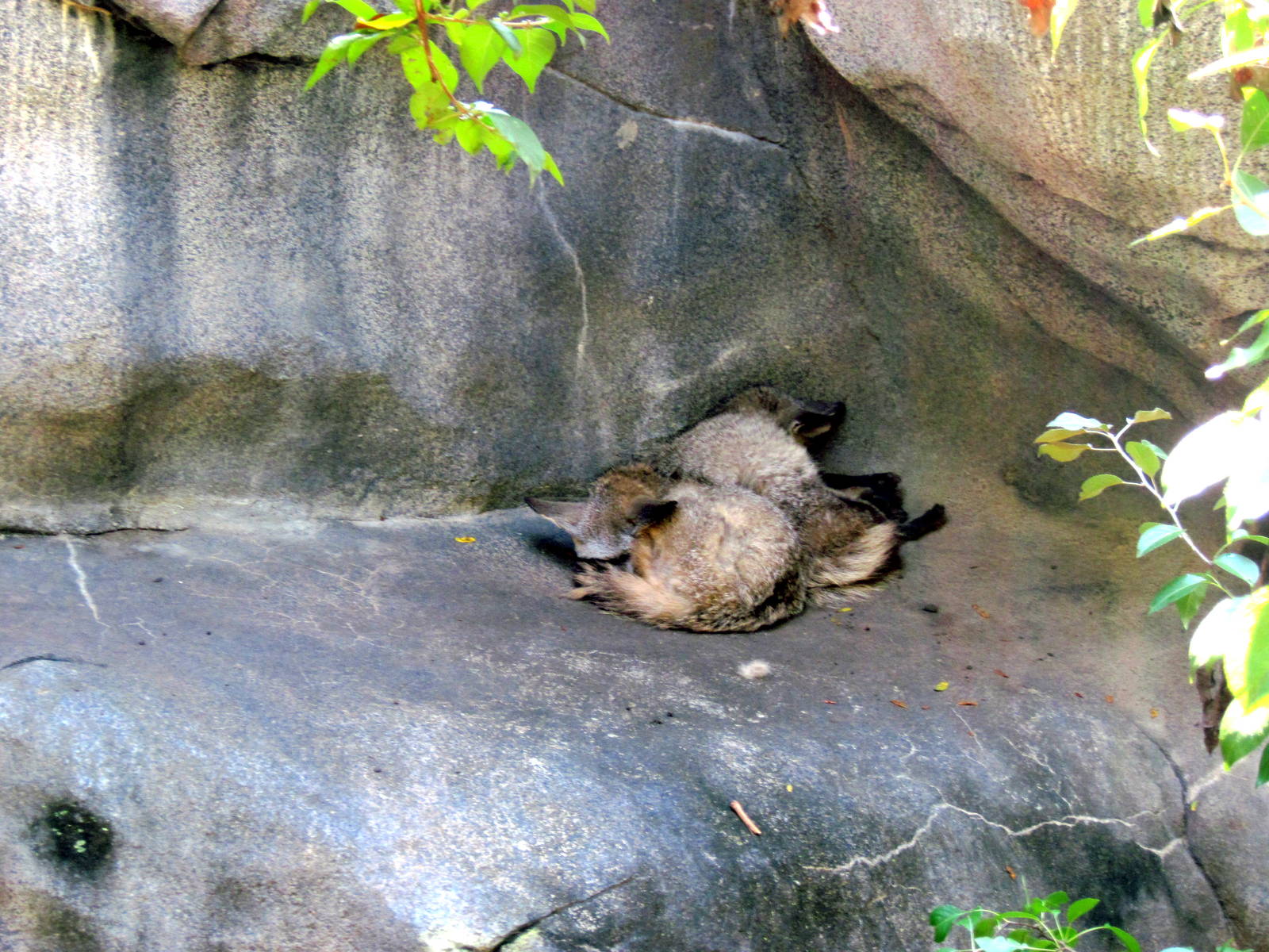 Africa-Bat Eared Foxes