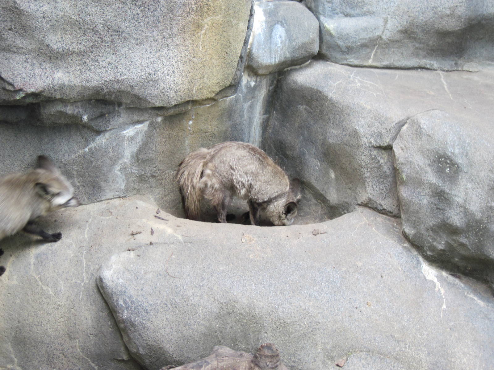 Africa-Bat-eared Foxes