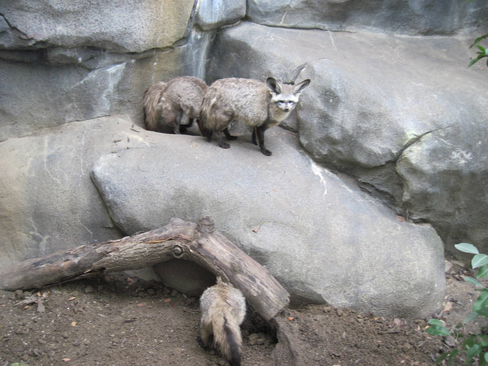Africa-Bat-eared Foxes