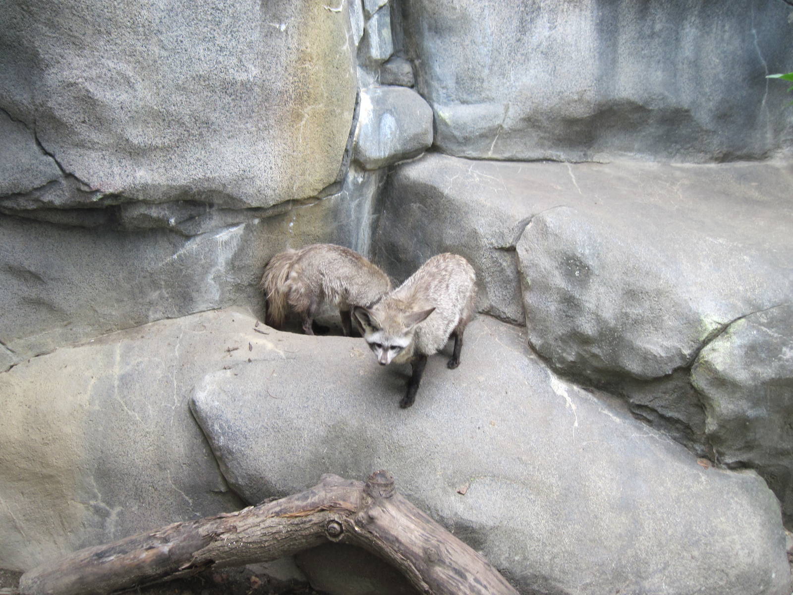 Africa-Bat-eared Foxes