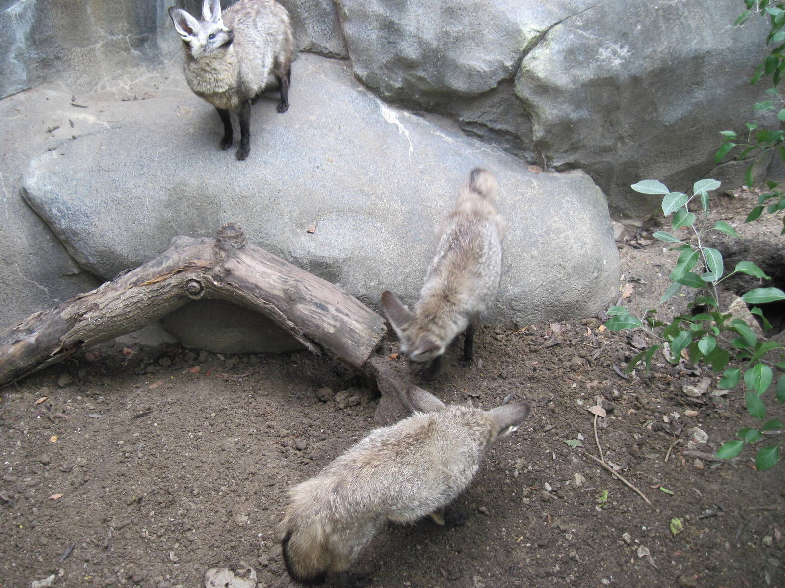 Africa-Bat-eared Foxes