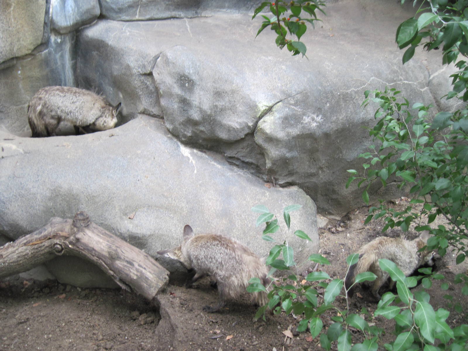 Africa-Bat-eared Foxes