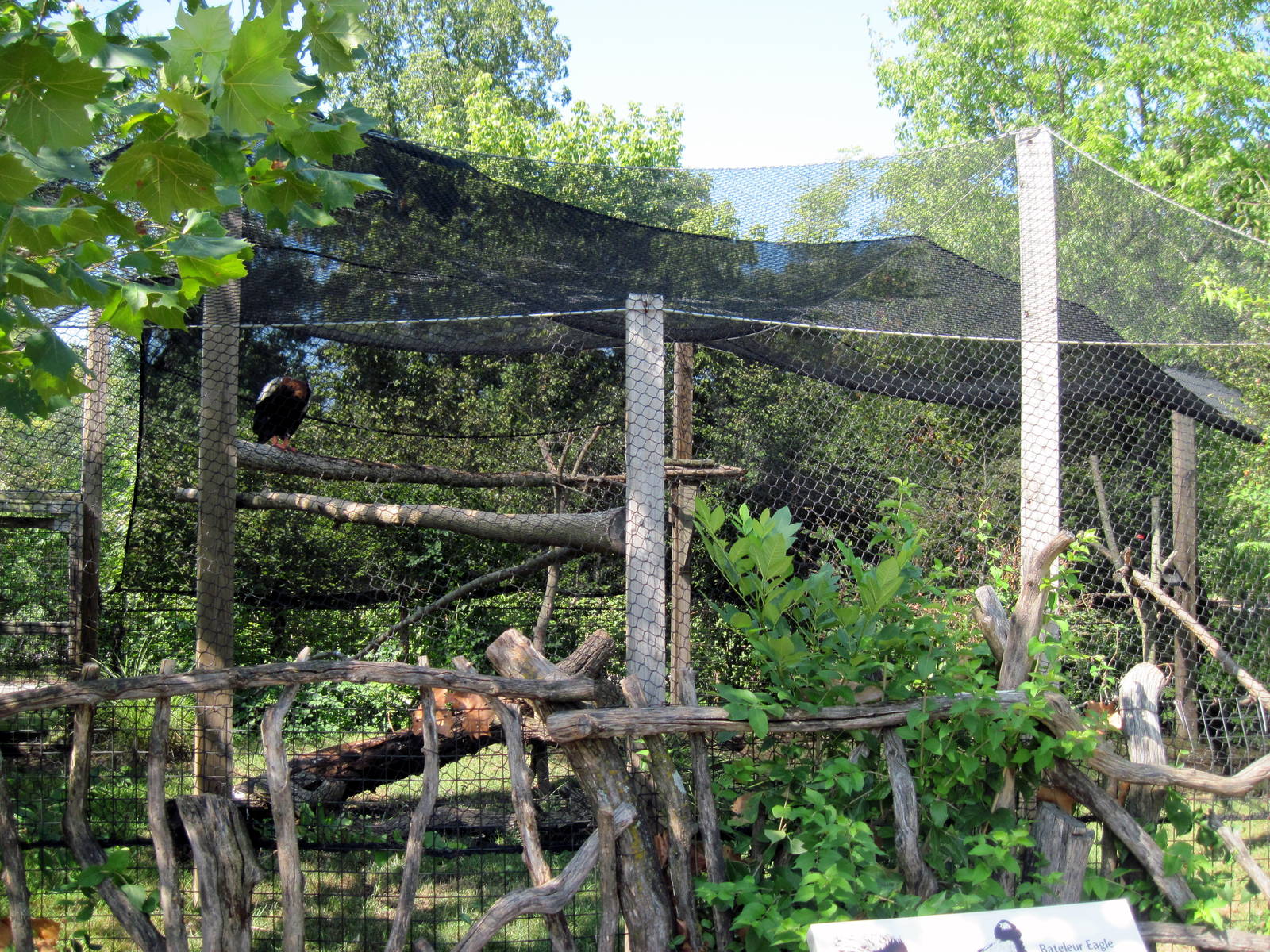 Africa-Bateleur Eagle Exhibit