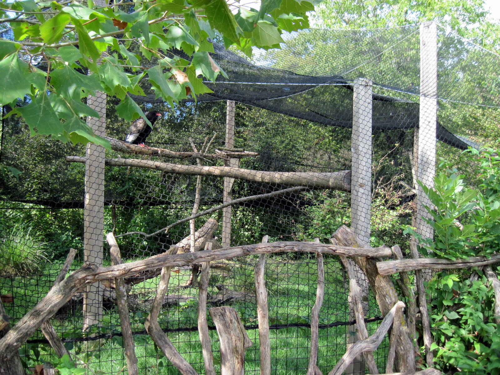 Africa-Bateleur Eagle Exhibit
