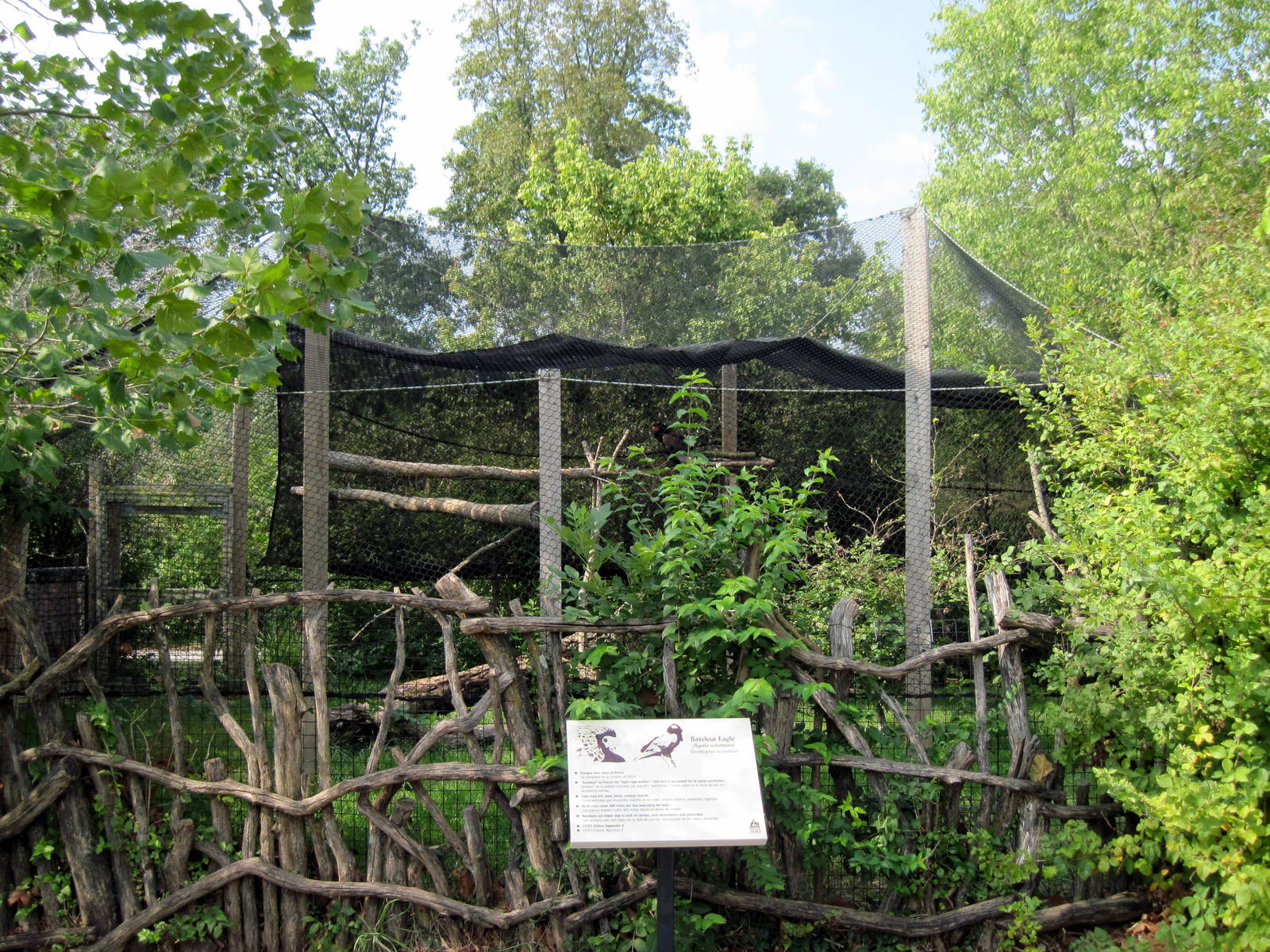 Africa-Bateleur Eagle Exhibit