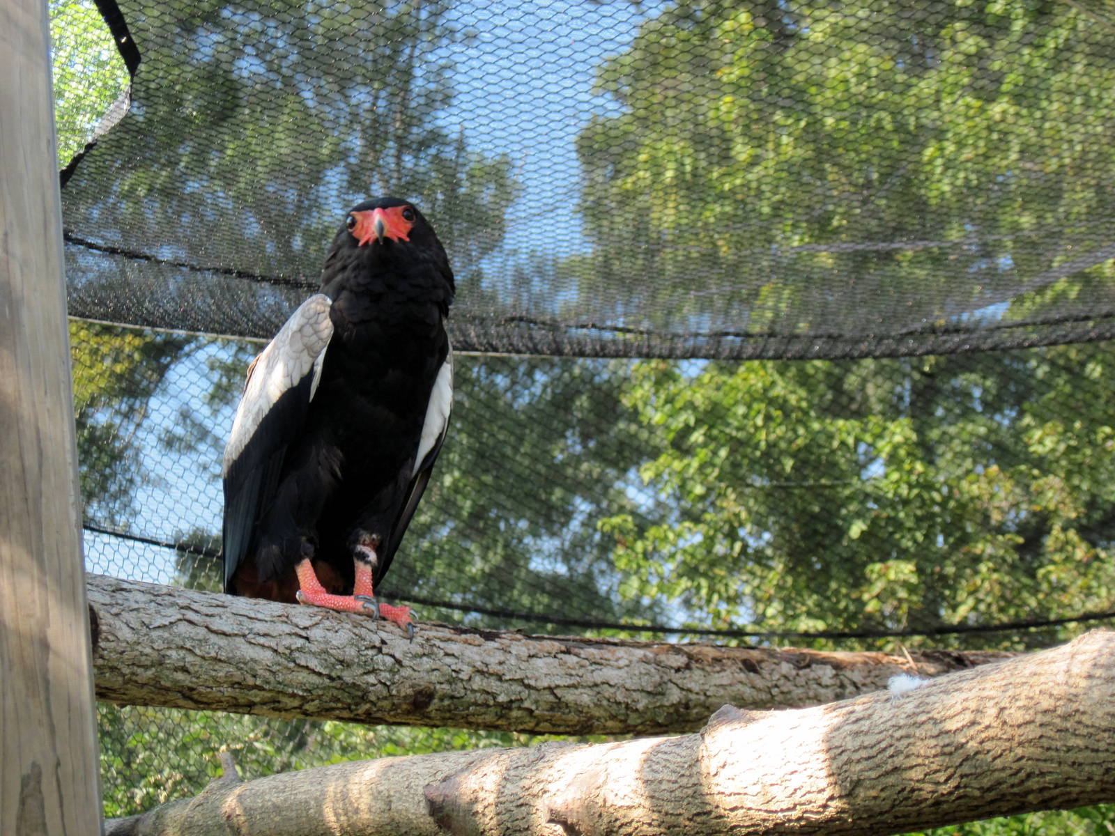 Africa-Bateleur Eagle