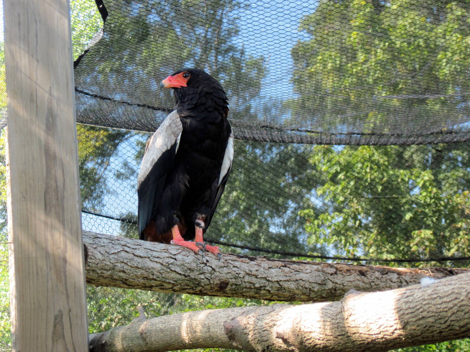 Africa-Bateleur Eagle