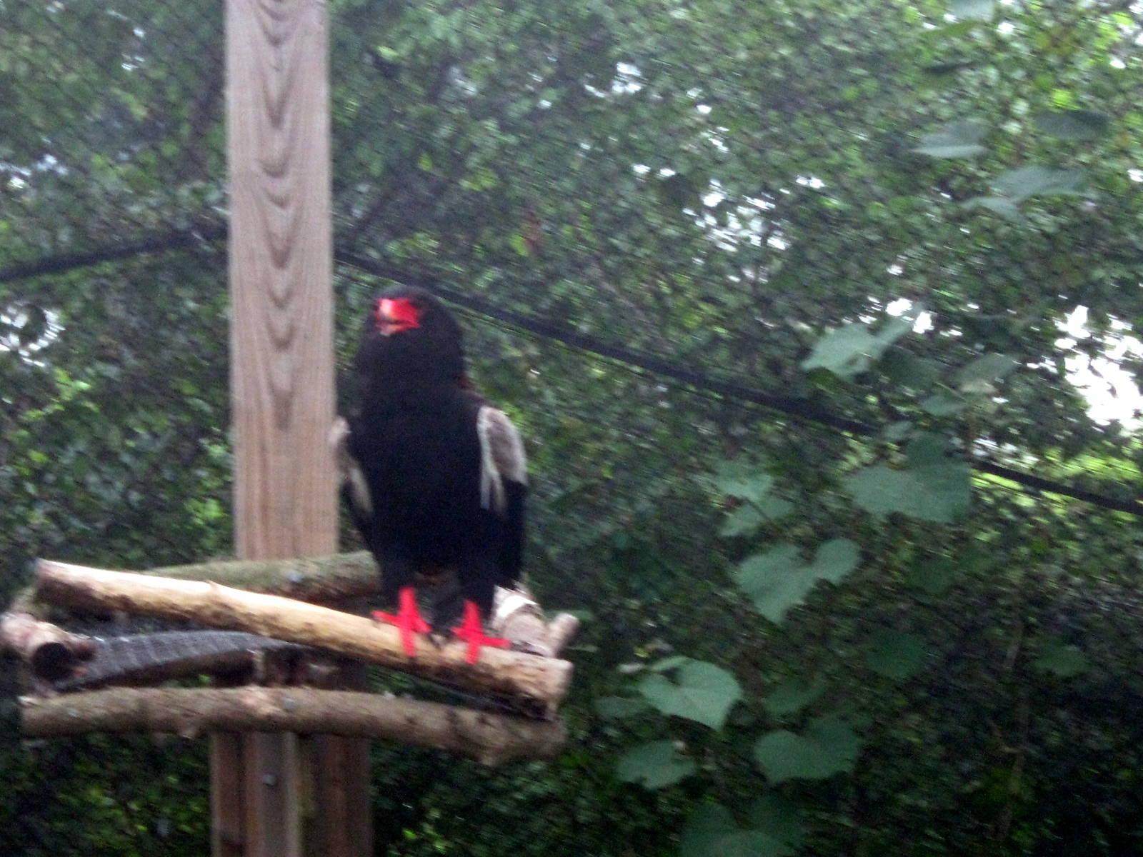 Africa-Bateleur Eagle