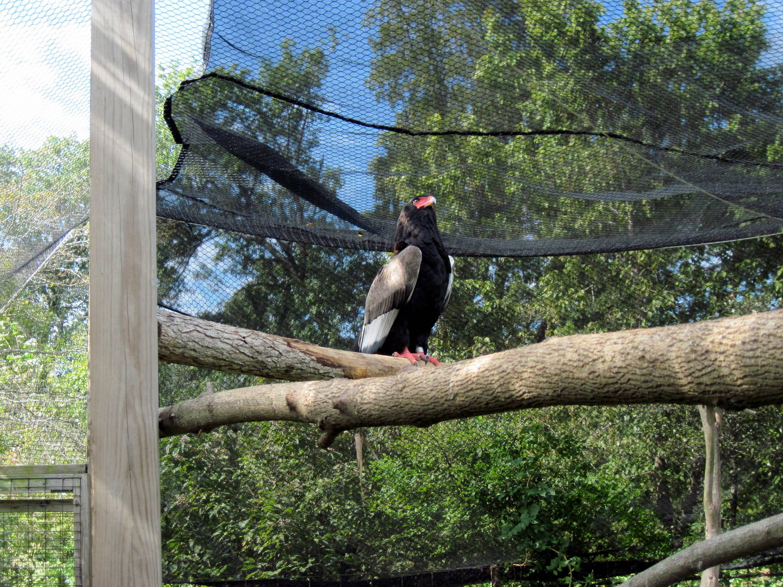 Africa-Bateleur Eagle