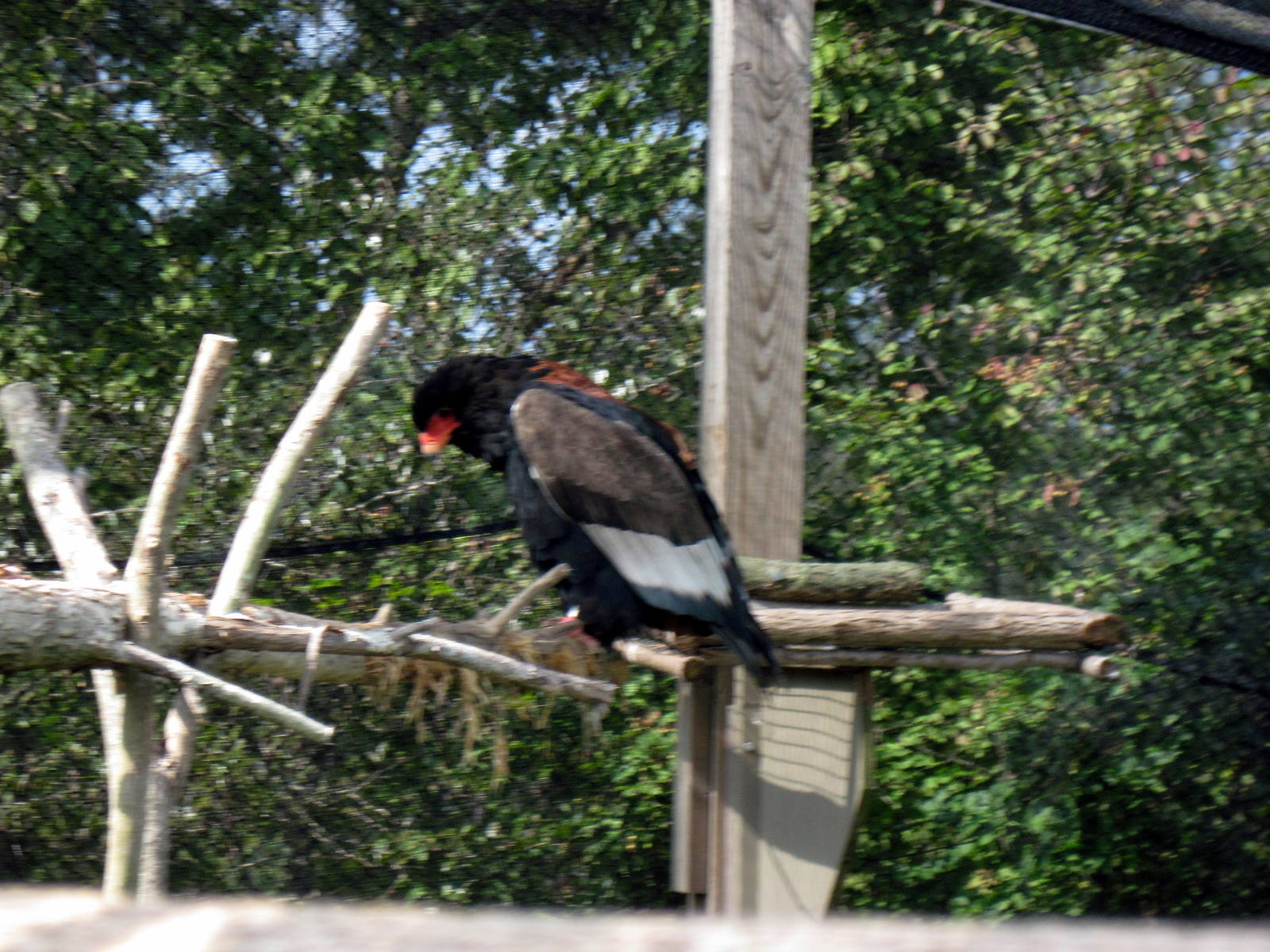 Africa-Bateleur Eagle