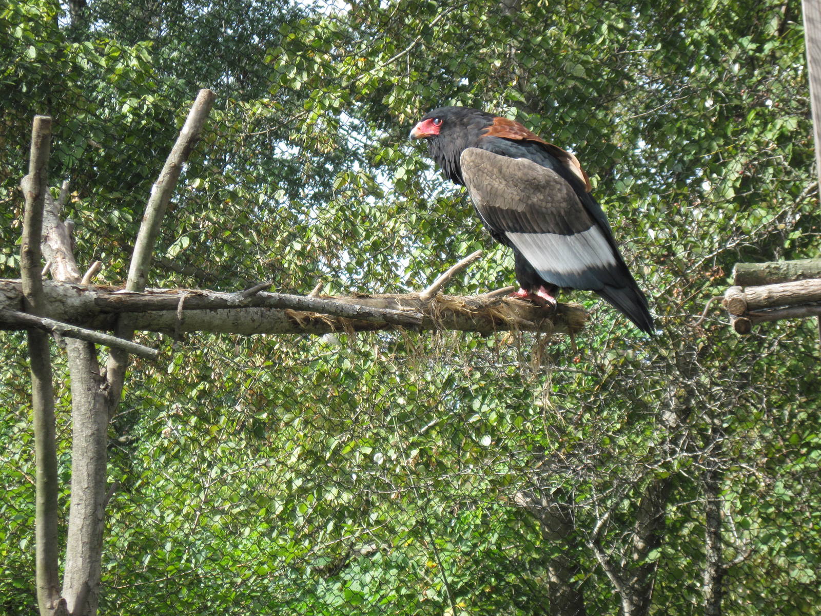 Africa-Bateleur Eagle