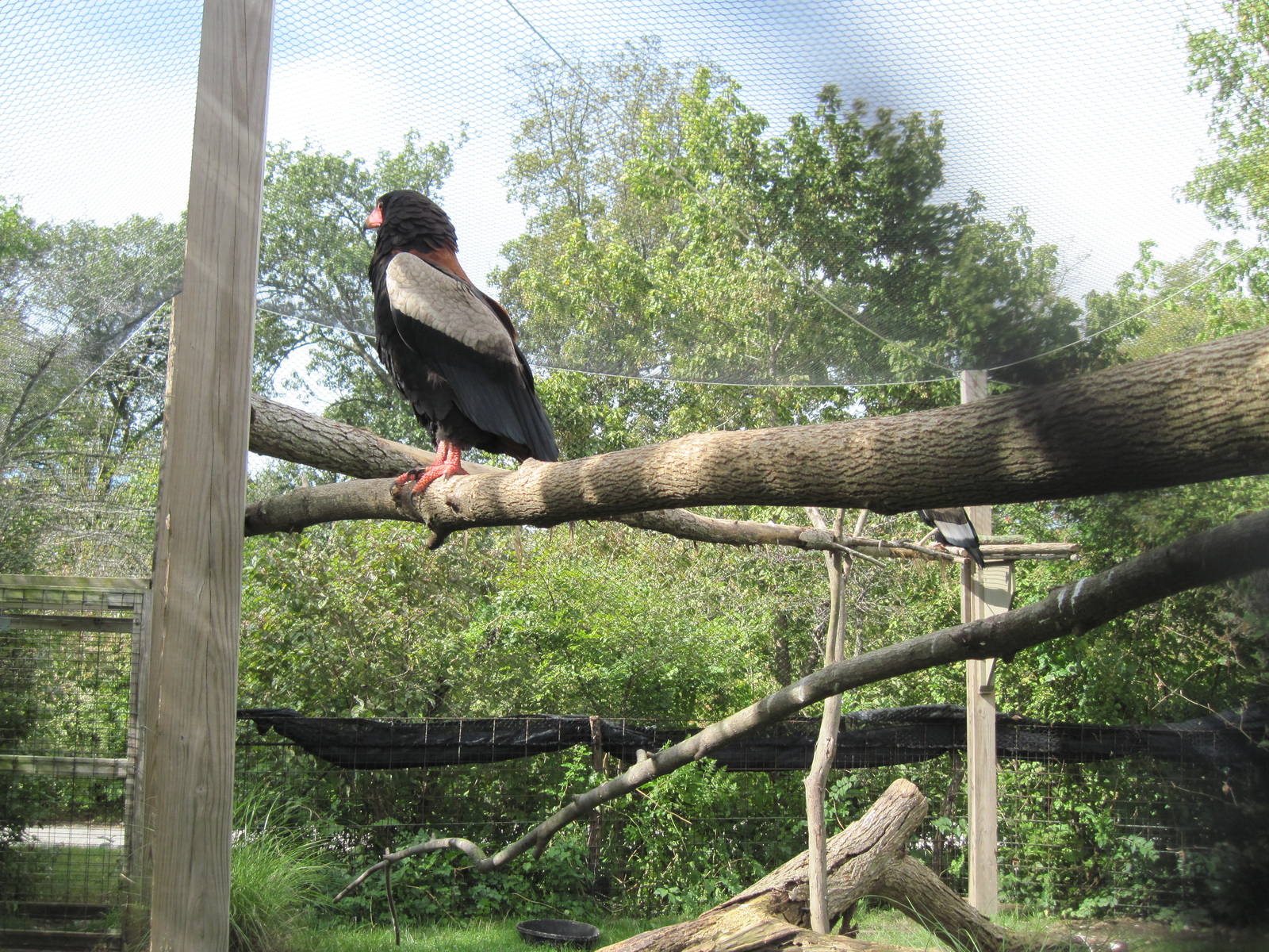 Africa-Bateleur Eagle