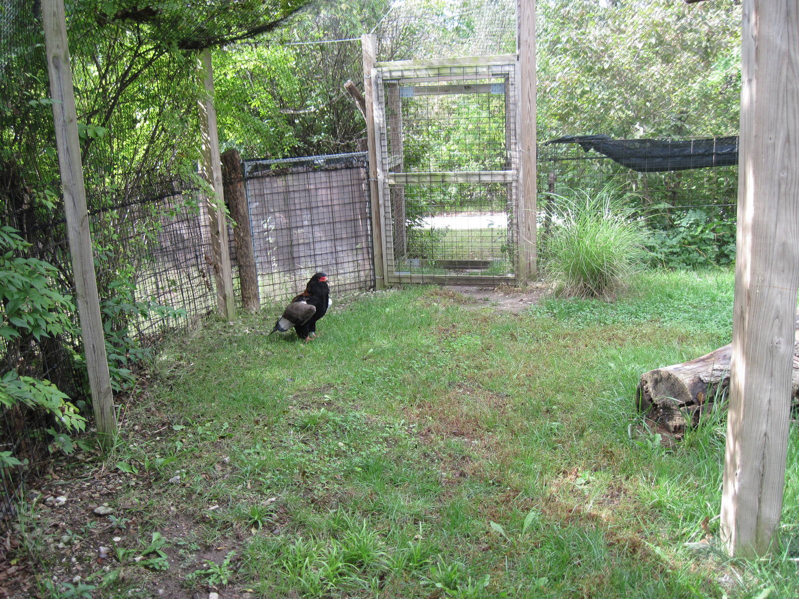 Africa-Bateleur Eagle