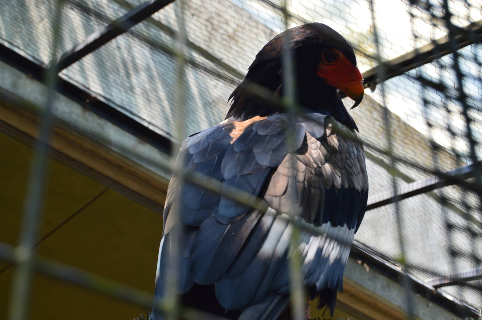 Africa - Bateleur Eagle