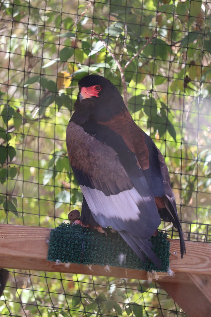Africa - Bateleur Eagle
