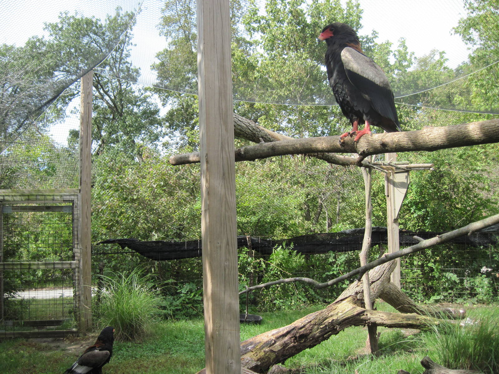 Africa-Bateleur Eagles