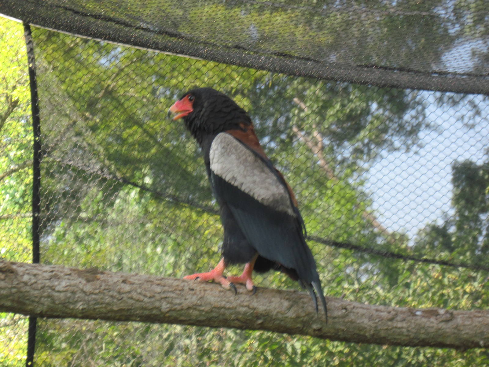 Africa-Bateluer Eagle