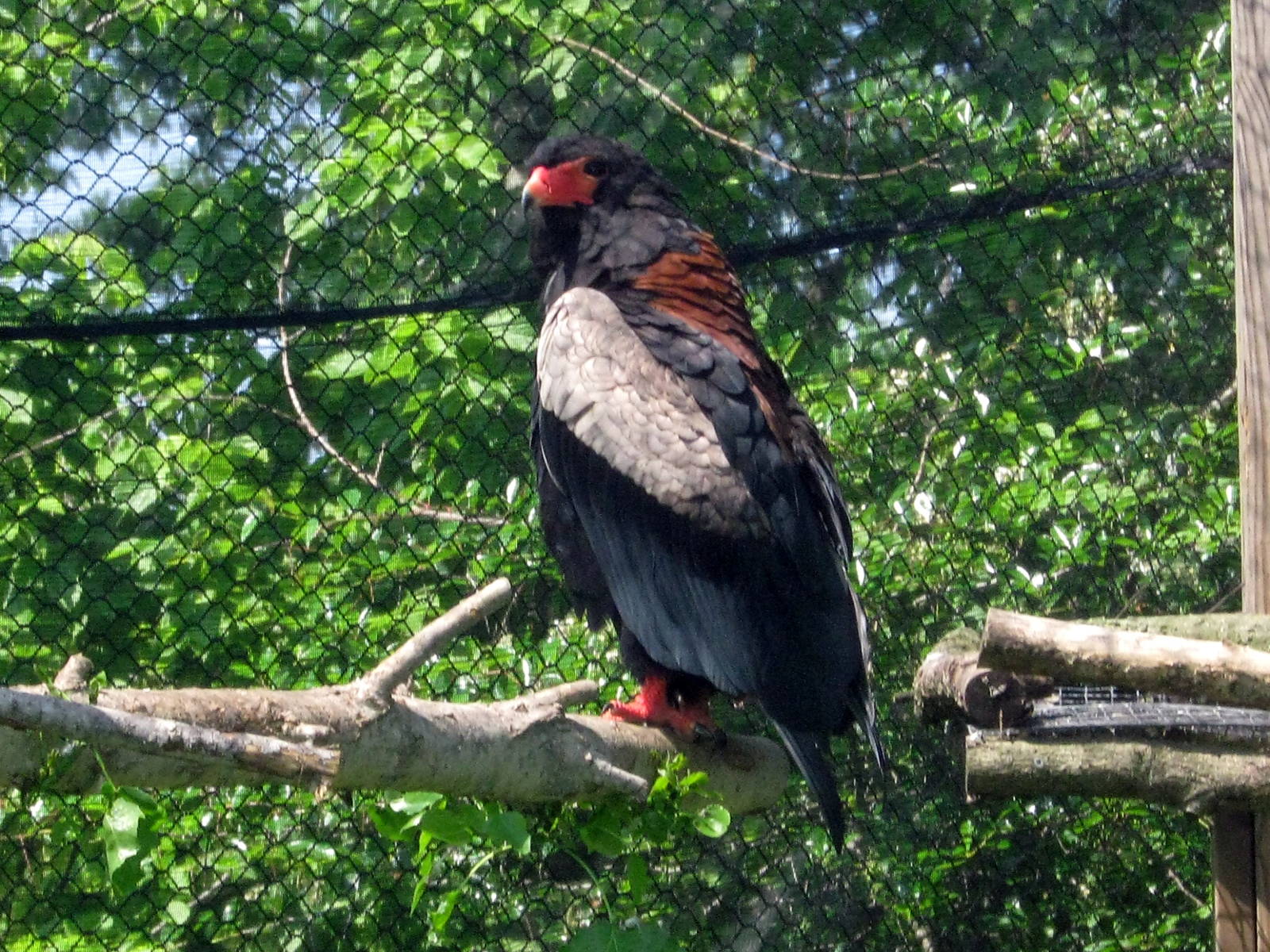 Africa-Bateluer Eagle