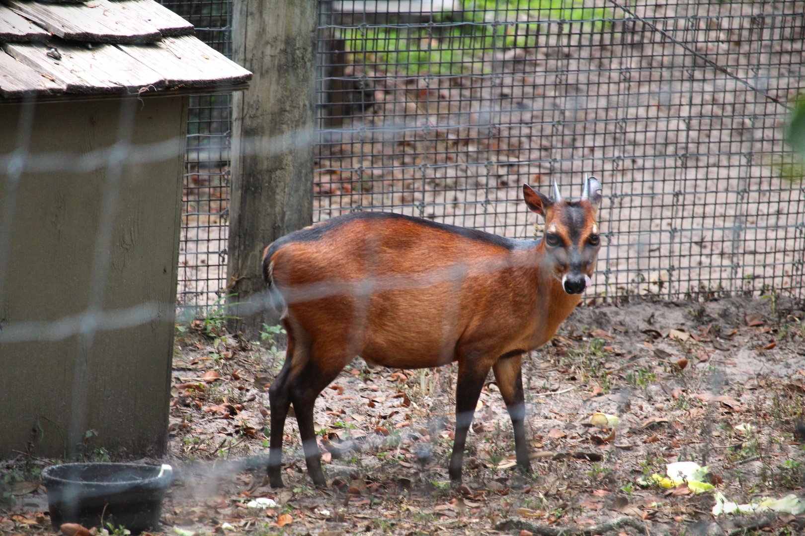 Africa - Bay Duiker