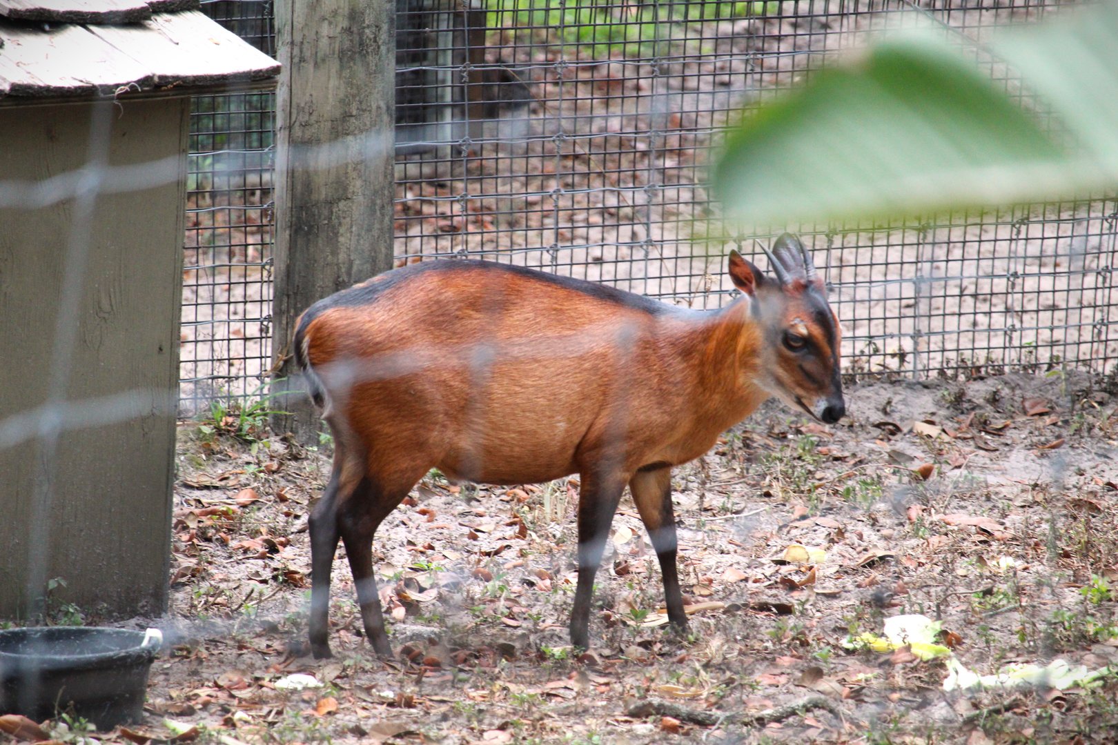 Africa - Bay Duiker